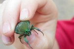 June Bug Baby