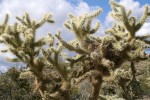 Eight Reasons I Love Fall in the Arizona Desert