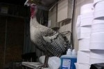This Turkey Walks Into a Store…