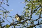 Bird Watching: A Family Adventure