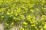 Beware of Beautiful Weeds
