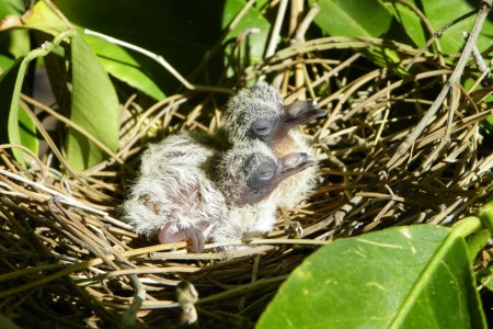 doves 2
