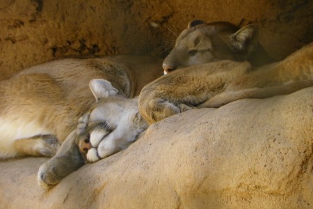 Mountain Lion Brothers