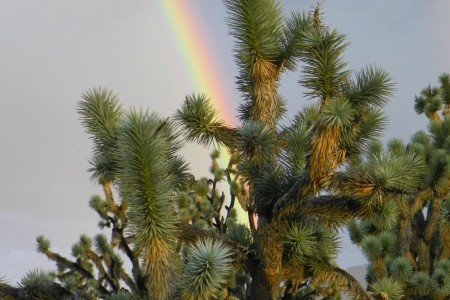 Joshua tree via Celebrating Family