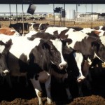 The cows say hello there