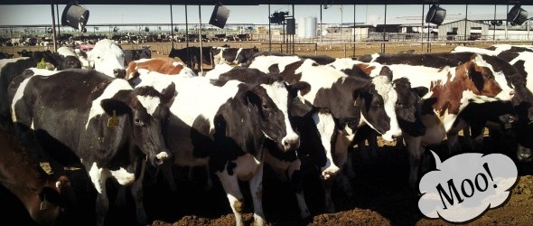 The cows say hello there