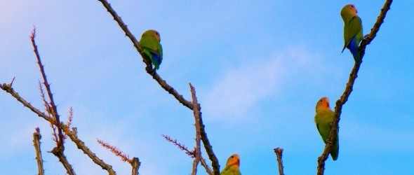 Peach Faced Love Birds F.I.