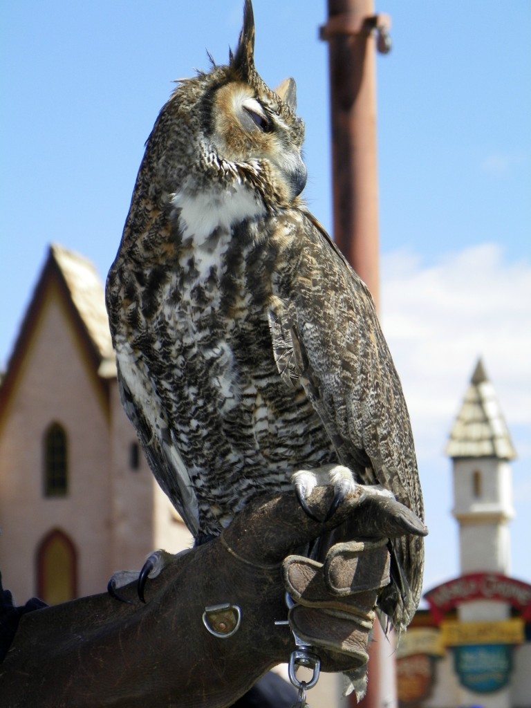 Owl by Celebrating Family