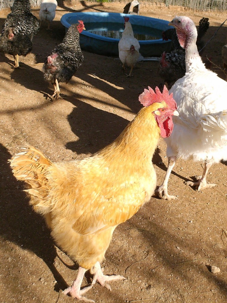 Raising Chickens