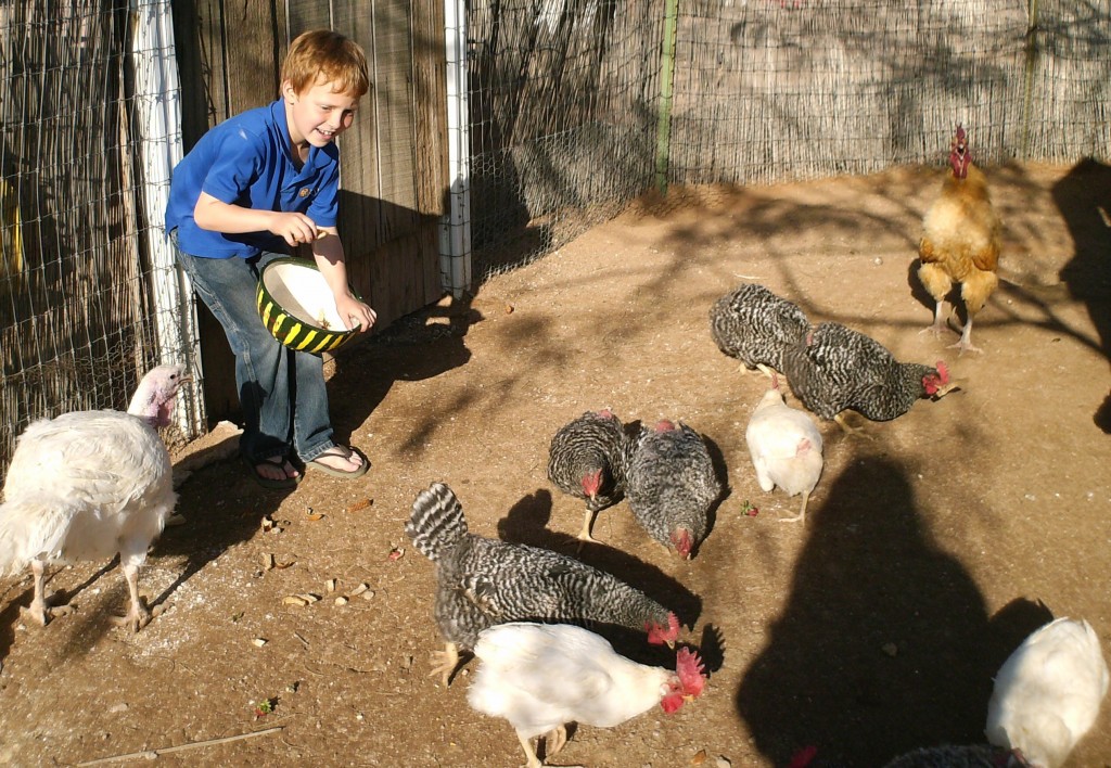 Raising Chickens