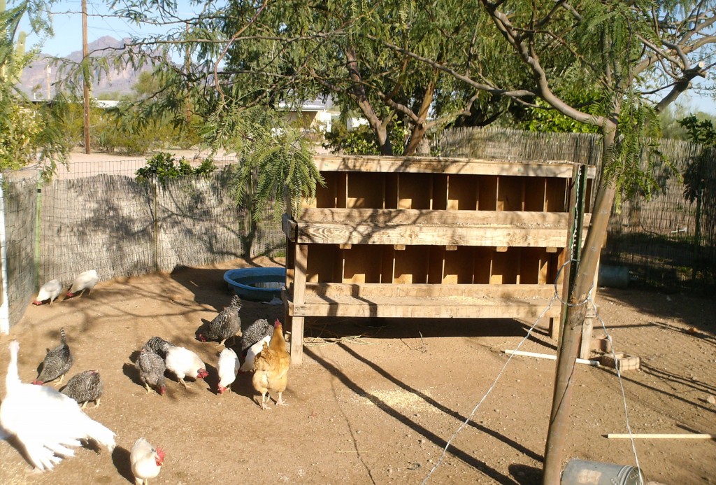 Raising Chickens