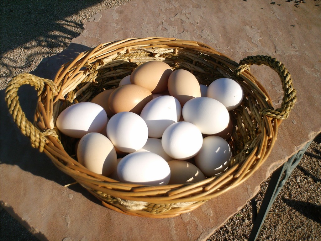 Raising Chickens