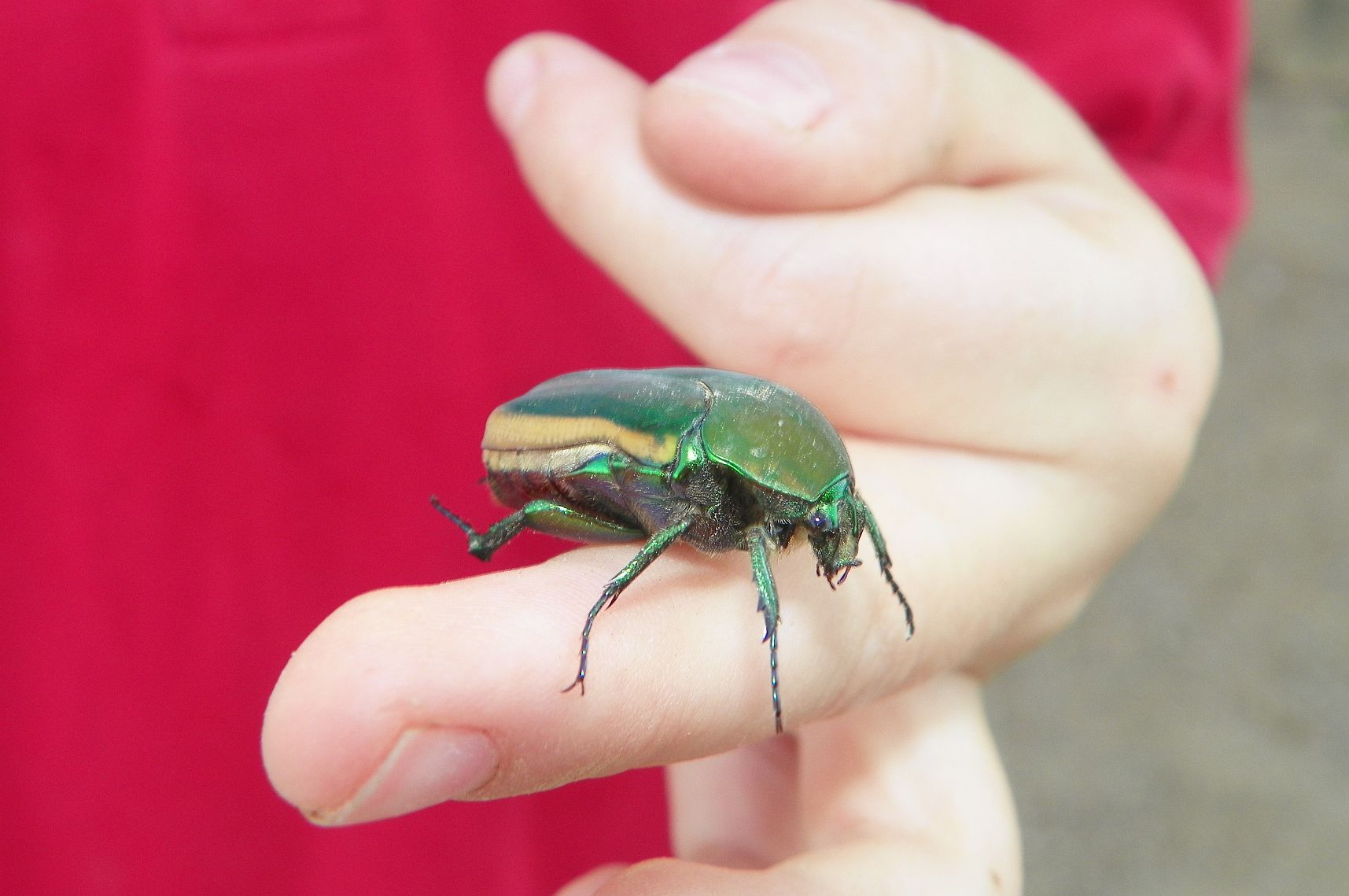 June Bug Baby