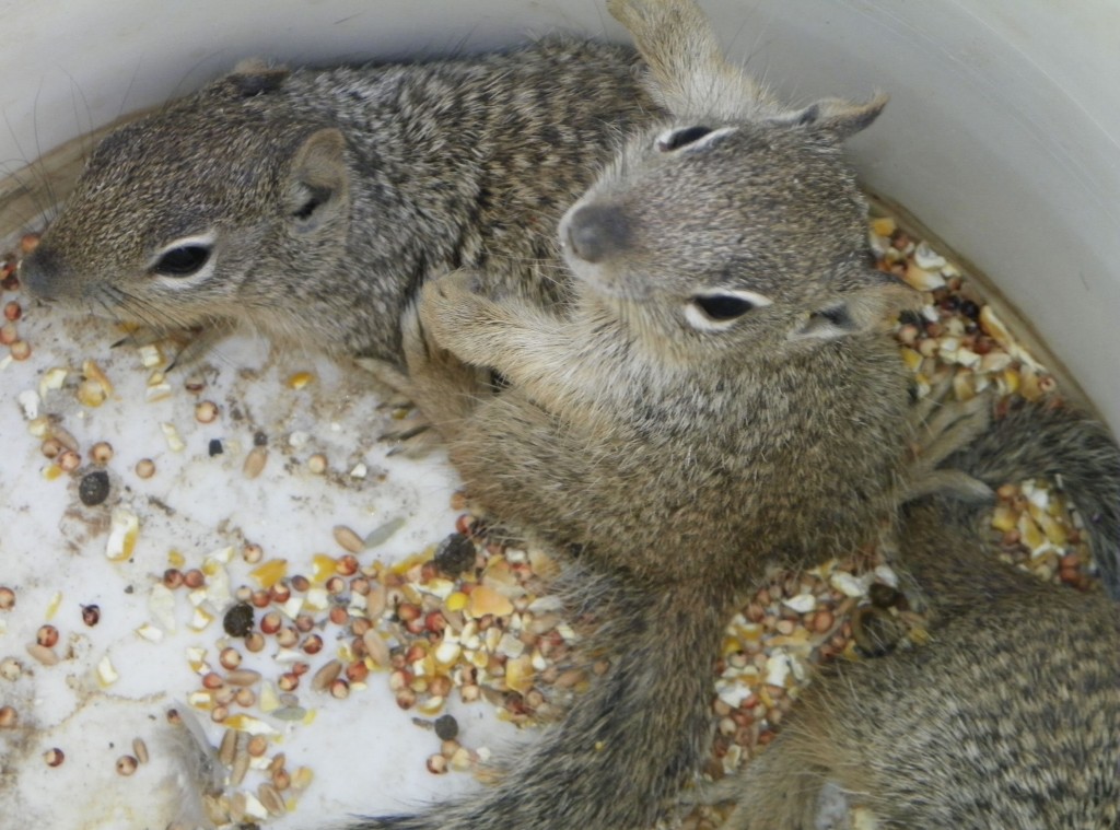 Cute spring-time animal babies.