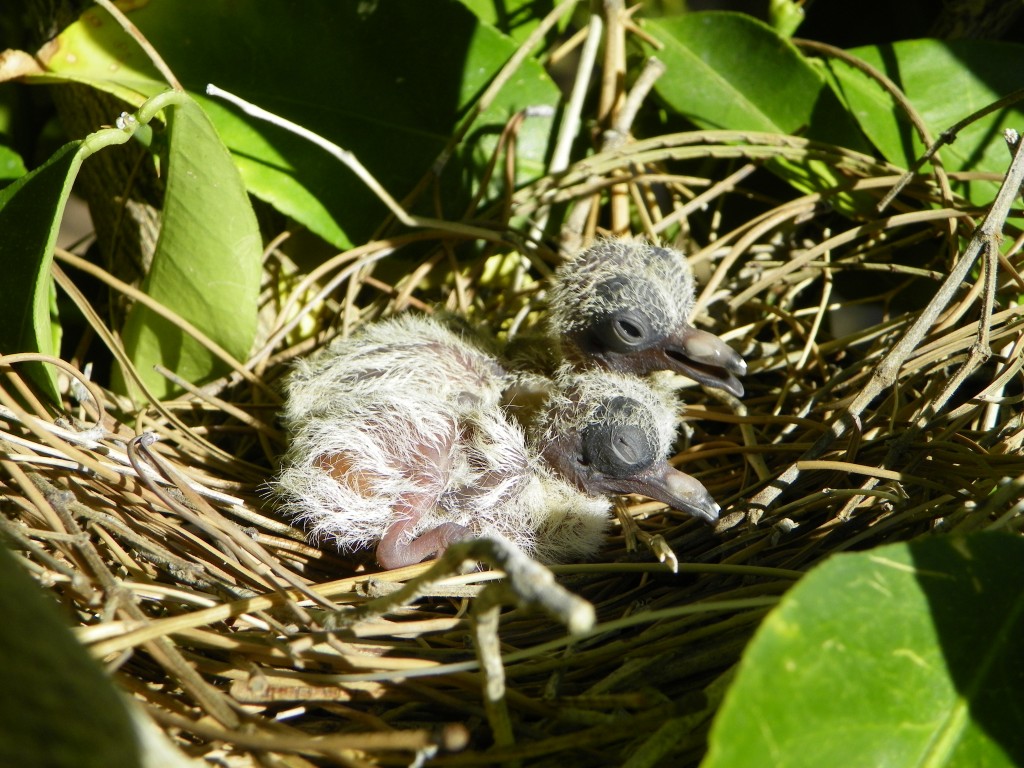 Cute spring-time animal babies.