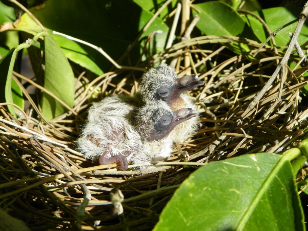 Cute spring-time animal babies.