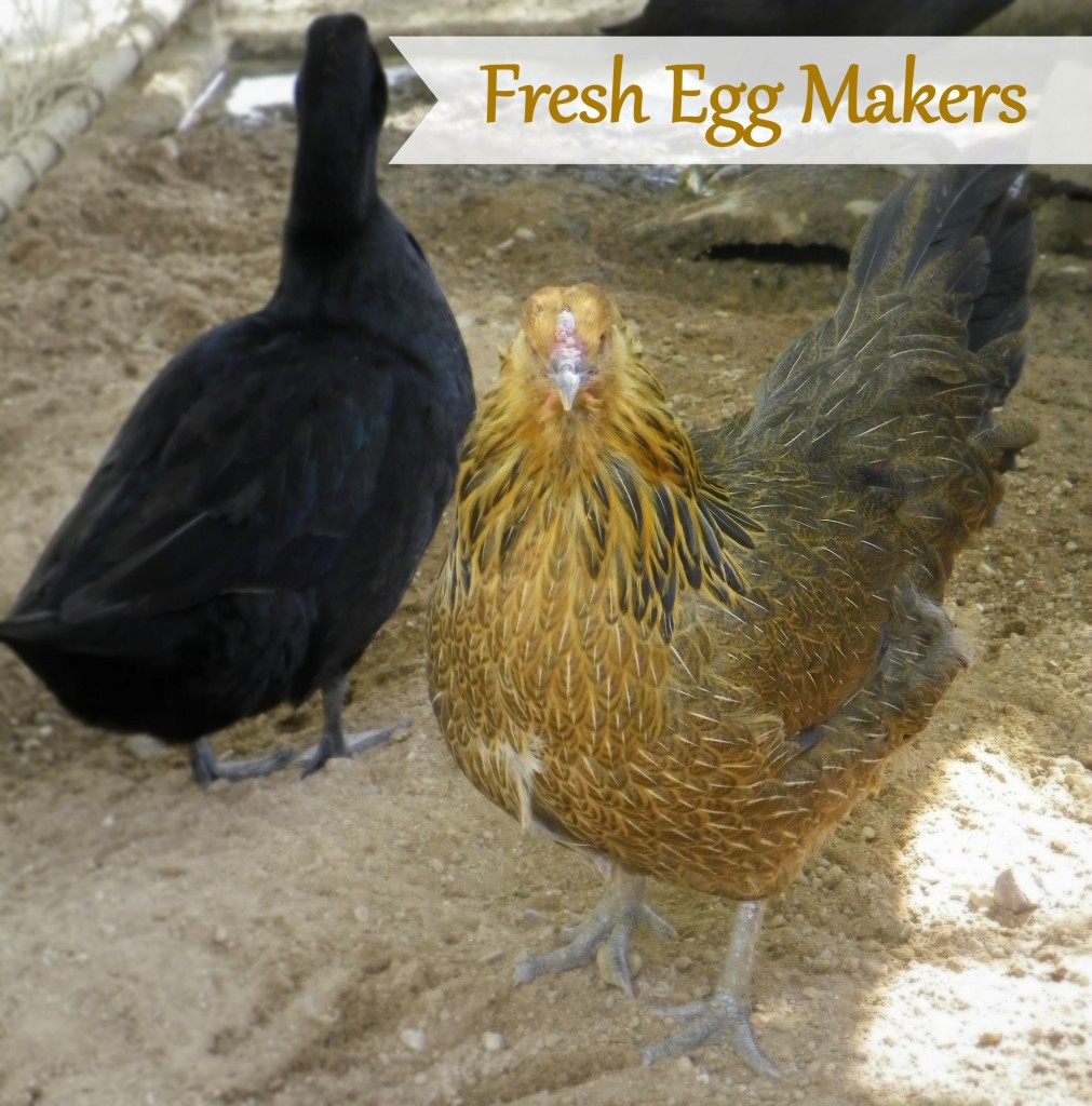 Eggs