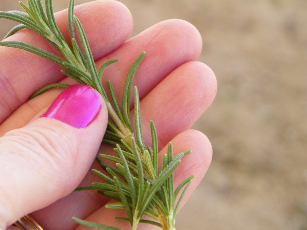 Rosemary