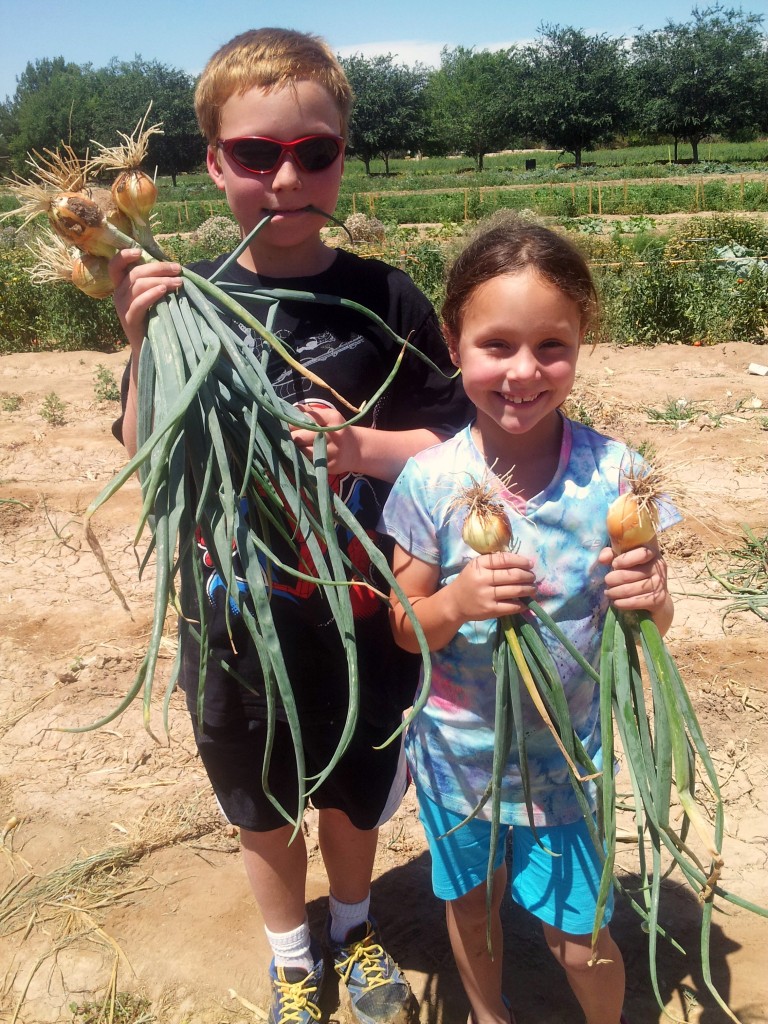 Reasons why you should take Your Kiddos to a Working Farm. Plus information about where milk comes from.