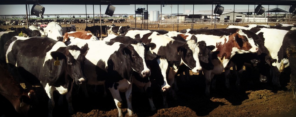 Reasons why you should take Your Kiddos to a Working Farm. Plus information about where milk comes from.