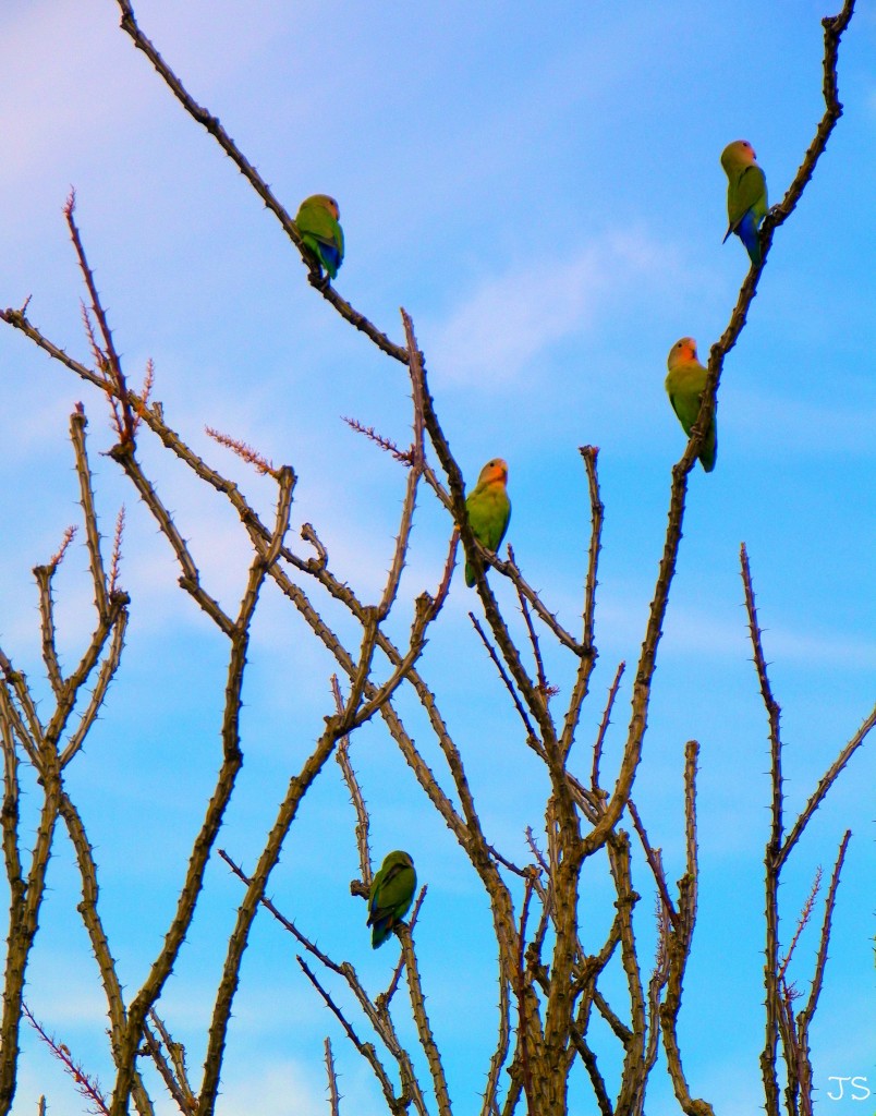 Peach Faced Love Birds by Janice Stenglein