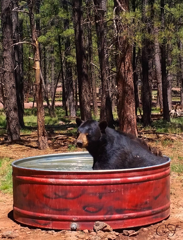 Bearizona Wildlife Park