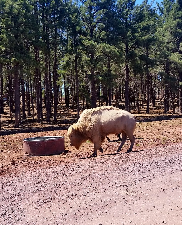 Bearizona Wildlife Park