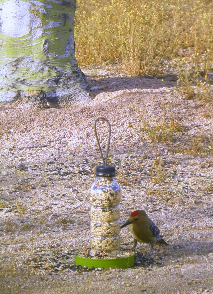 DIY Bird Feeder #HonestSustainabiliTEA #ad #RefreshinglyHonest 