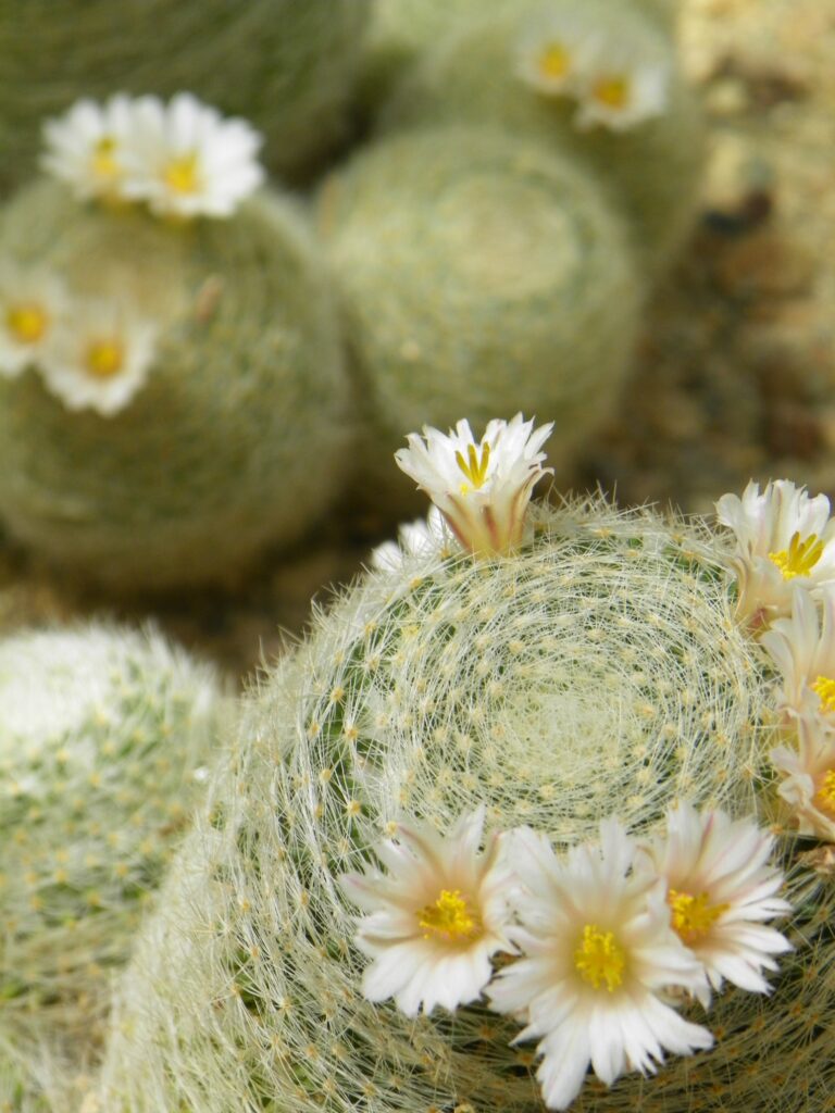 Boyce Thompson Arboretum State Park cactus flowers