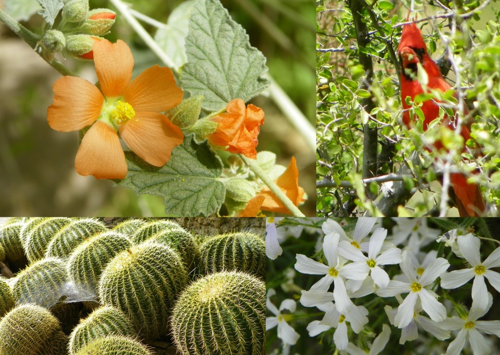 Boyce Thompson Arboretum State Park collage of plants and a bird