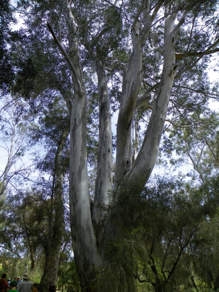 Boyce Thompson Arboretum State Park eucalyptus 