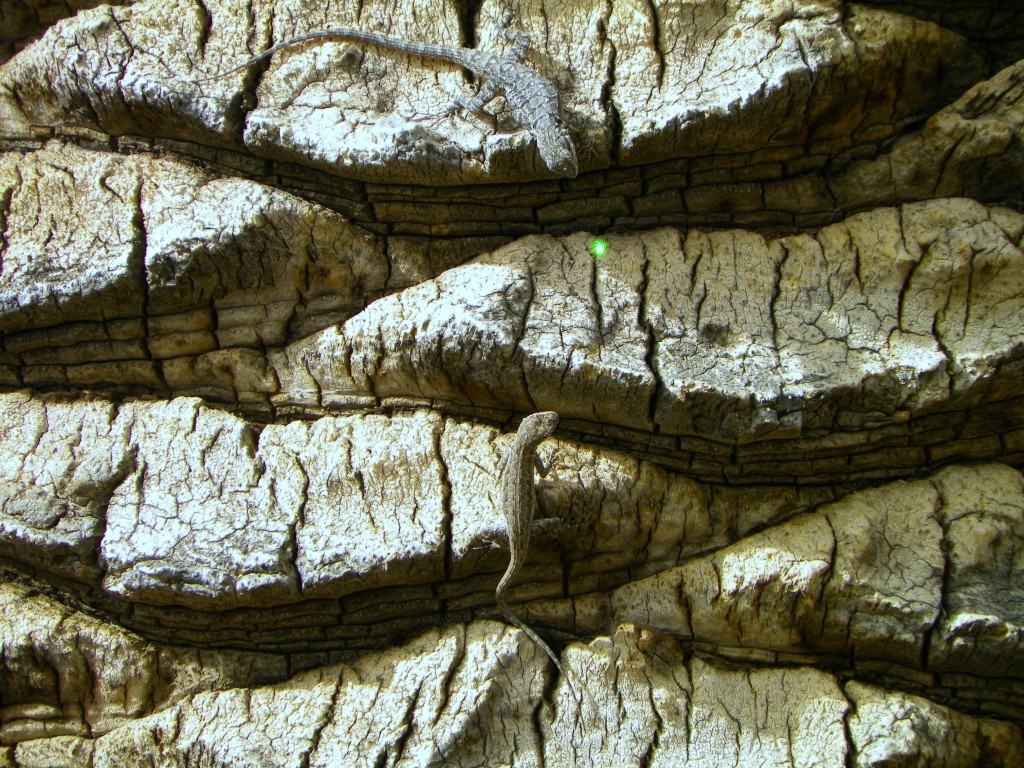 Boyce Thompson Arboretum State Park lizards chasing laser pointer