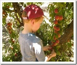 Bountiful Harvest Bountiful Harvest